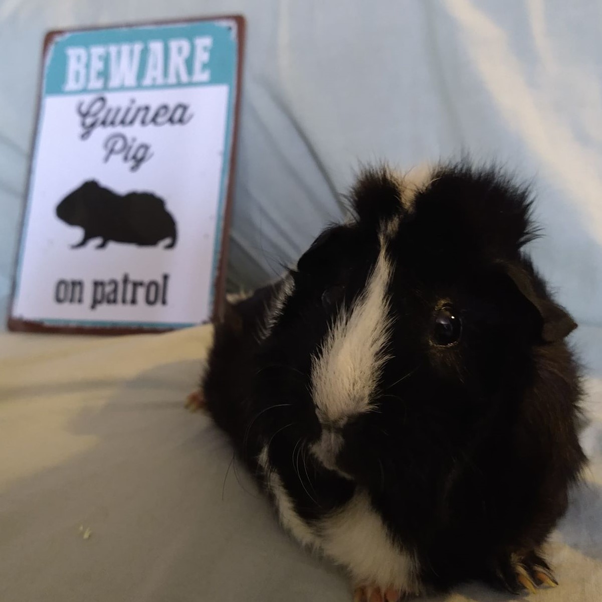 cowpig
